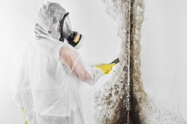 Best Certified Mold Removal  in Adel, GA