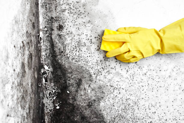 Best Mold Cleaning Services  in Adel, GA