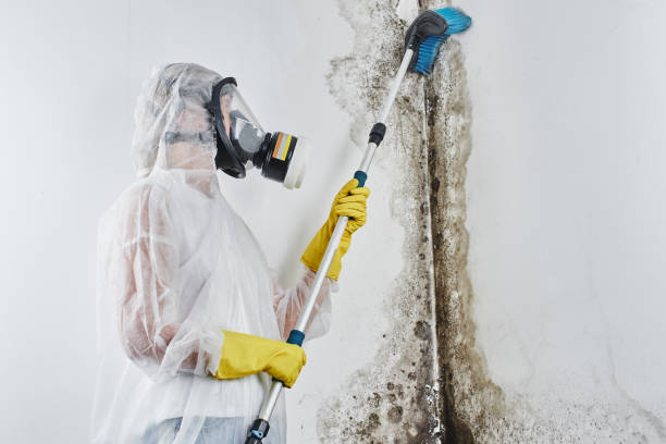 Best Mold Remediation Services  in Adel, GA