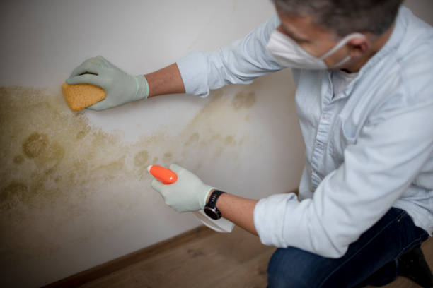 Best Same-Day Mold Removal  in Adel, GA