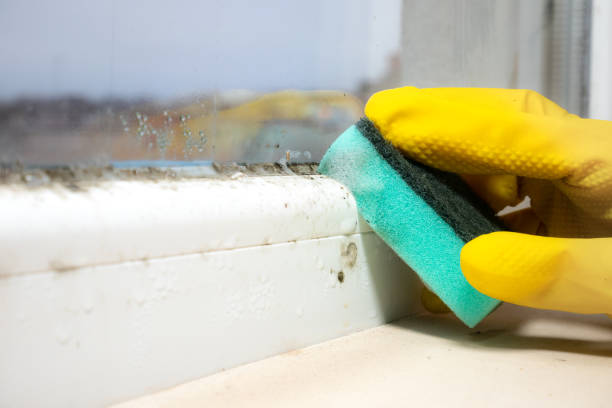 Best Toxic Mold Removal  in Adel, GA