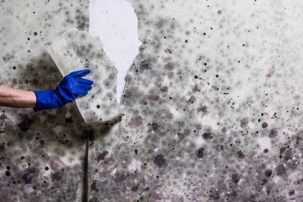 Mold Testing and Removal in Adel, GA