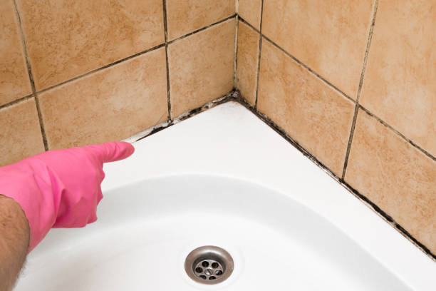 Best Mold Damage Repair  in Adel, GA